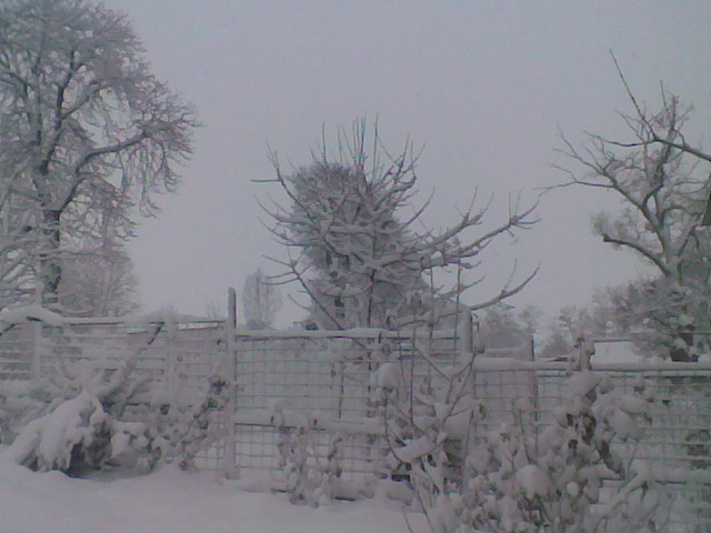 trandafirii in gradina mea - pomi iarna 2012