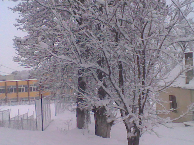 corcodusi si castani in fata blocului