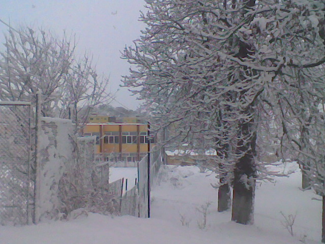 iarasi castani - pomi iarna 2012