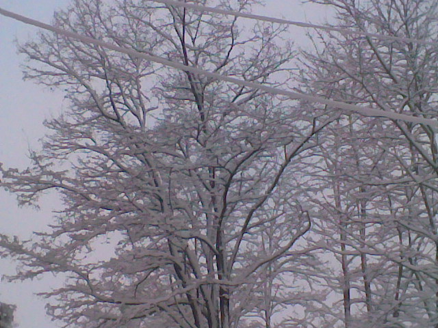 castani - pomi iarna 2012