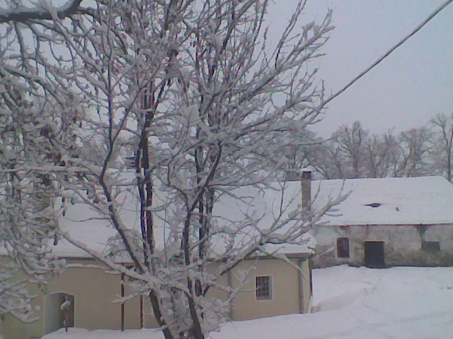 corcodusi - pomi iarna 2012