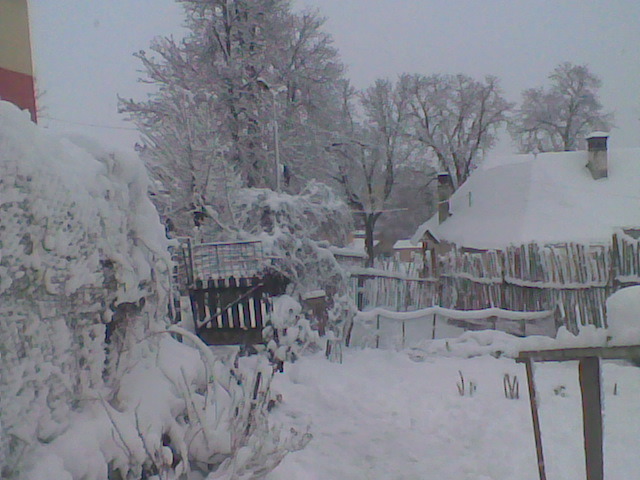 coacazi in gradina mea si castani