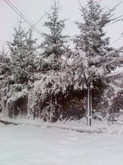 Trei brazi fara cabana - pomi iarna 2012