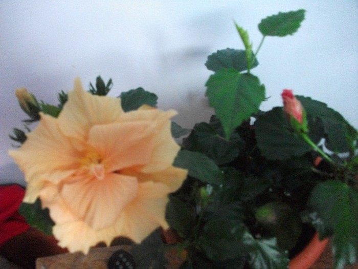 26.01.2012 - hibiscusi