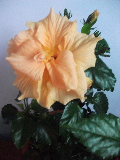 poze 178 - flori ianuarie 2012