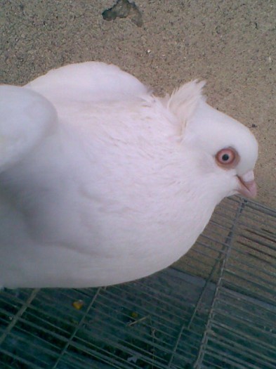 Alb moţat ochi albi (21.01.2012) - Porumbei mei