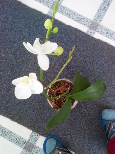 25.01.2012 - orhidee 2012
