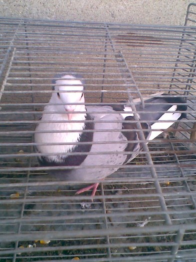 Vioriu motat cap alb dangale rugini (21.01.2012) - Porumbei mei