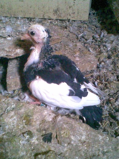 Pui breaz motat scos la mine din breji motati ochii galbeni de la Vulcanescu Jan (21.01.2012)