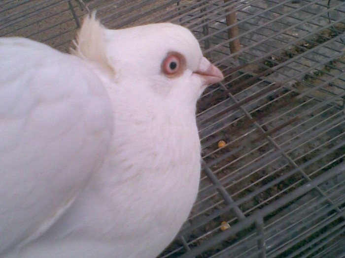 Ceva rar alb moţat ochi albi (21.01.2012) - Porumbei mei