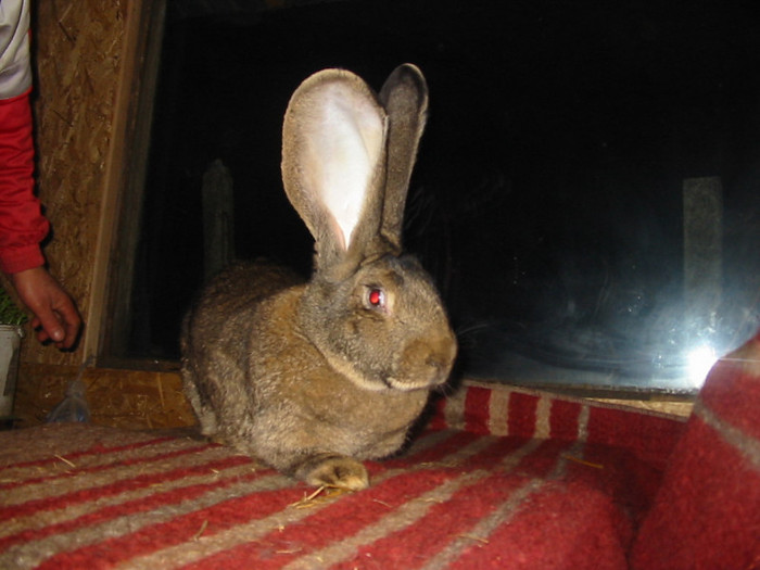 Picture 102