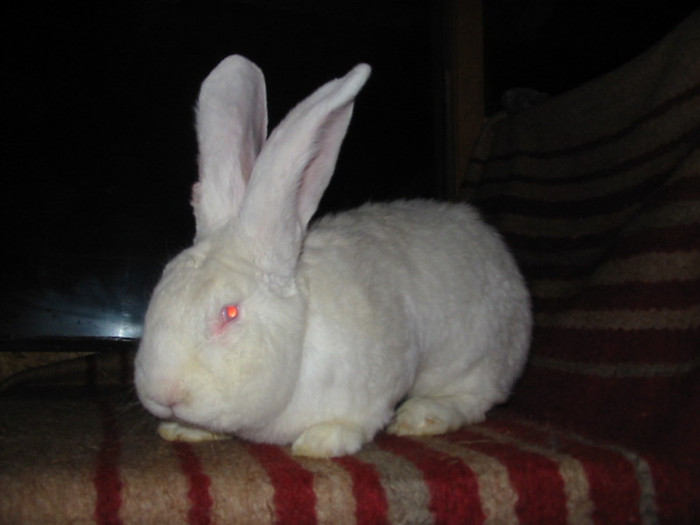 Picture 113