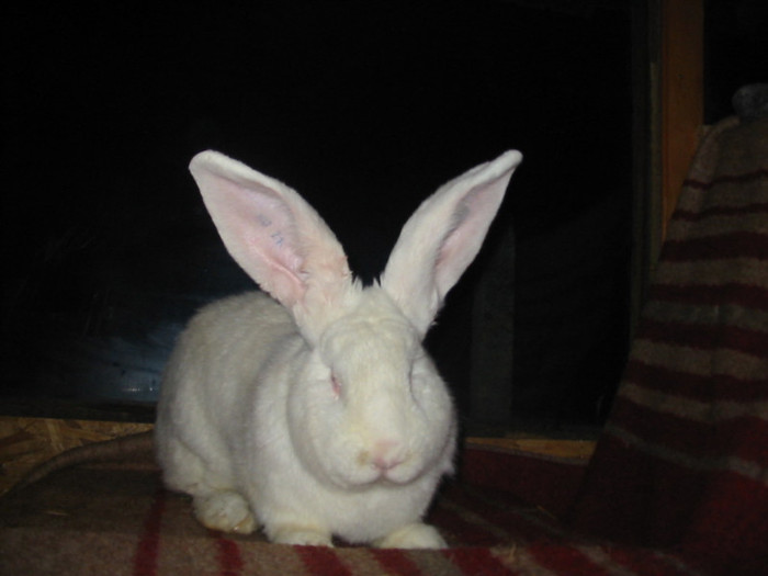 Picture 118