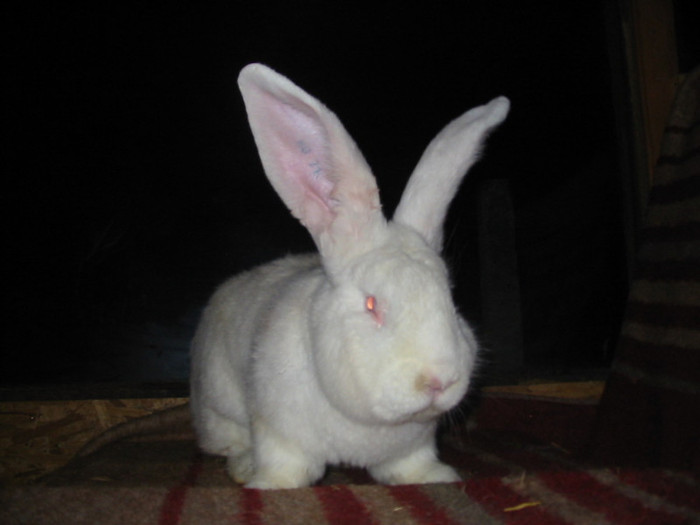 Picture 119