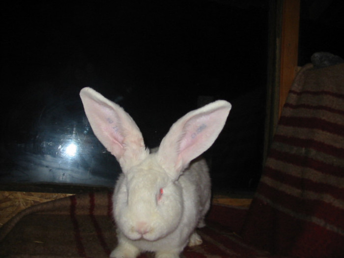 Picture 120
