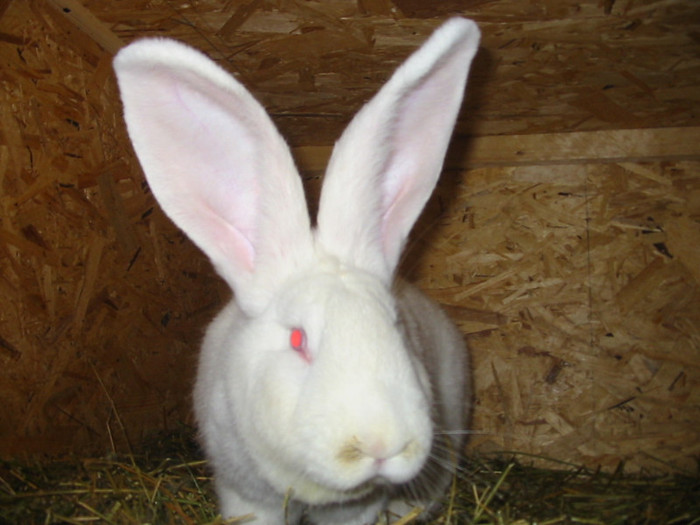 Picture 121