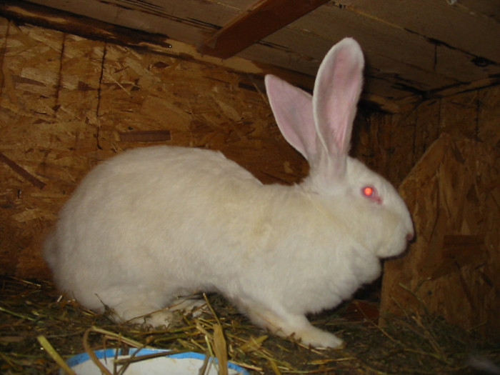 Picture 126
