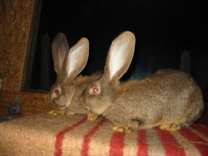 Picture 129