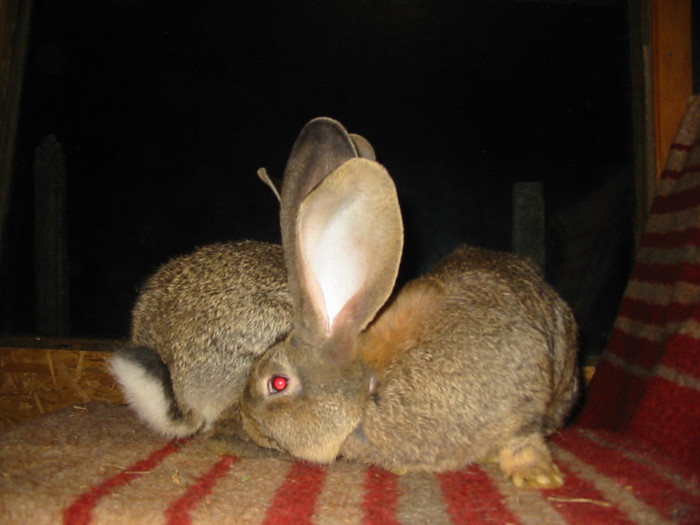 Picture 131