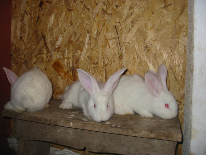 Picture 137