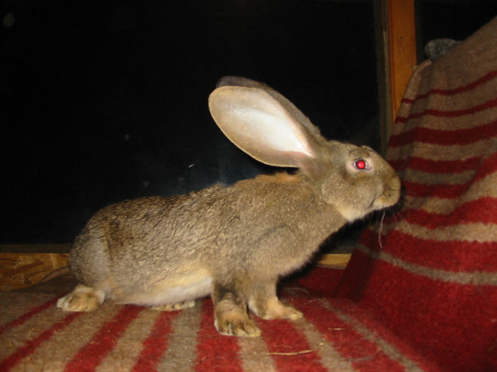 Picture 145
