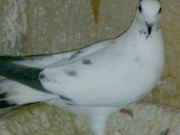 23012012616