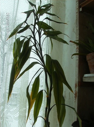 bambus 26.01.2012 - plante decorative prin frunze