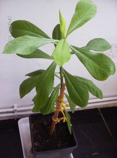 Synadenium -arbore cauciuc 26.01.2012 - plante decorative prin frunze