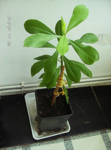 Synadenium -arbore cauciuc 26.01.2012 - plante decorative prin frunze