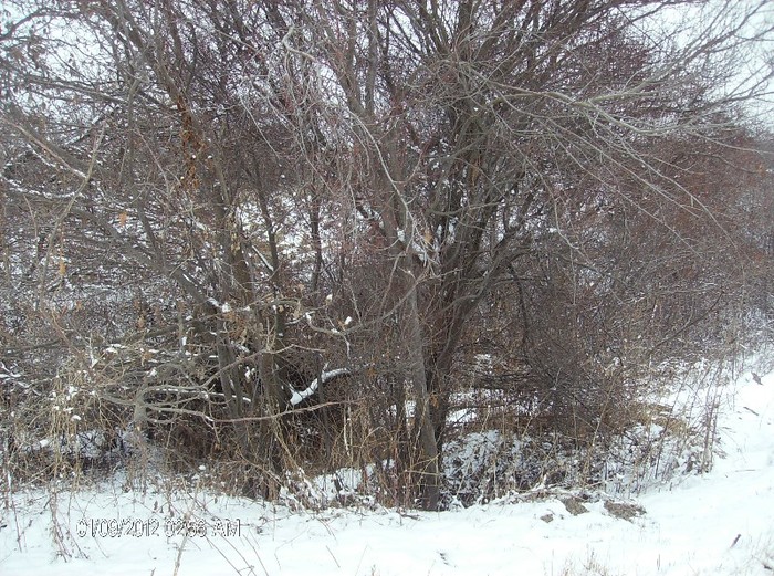 alti corcodusi - pomi iarna 2012