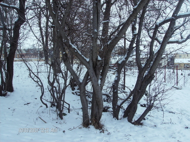 tot ei - pomi iarna 2012