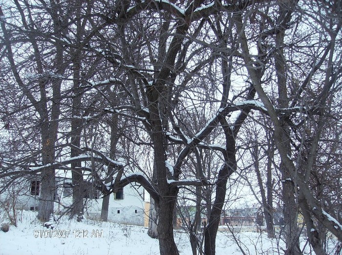 HPIM1558 - pomi iarna 2012