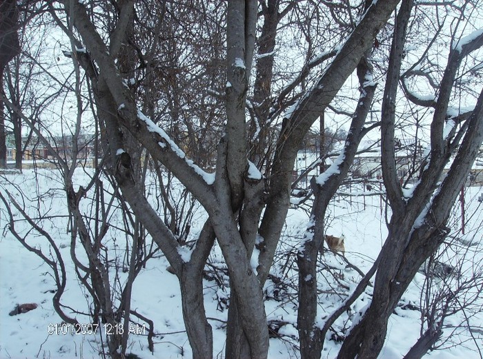 HPIM1559 - pomi iarna 2012