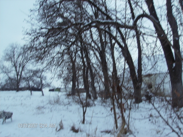 frasini - pomi iarna 2012