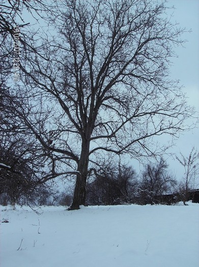 nuc - pomi iarna 2012