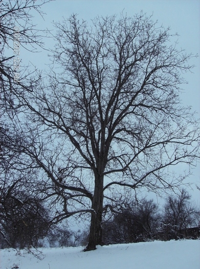 HPIM1565_20001 - pomi iarna 2012