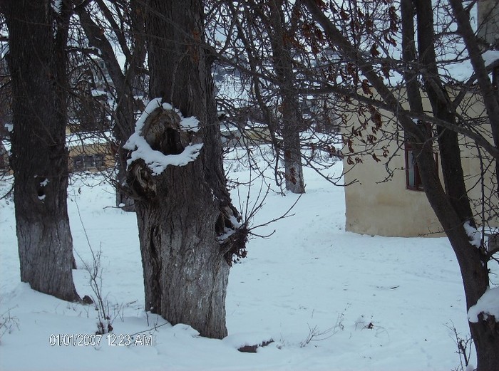 casa unui pitigoi - pomi iarna 2012