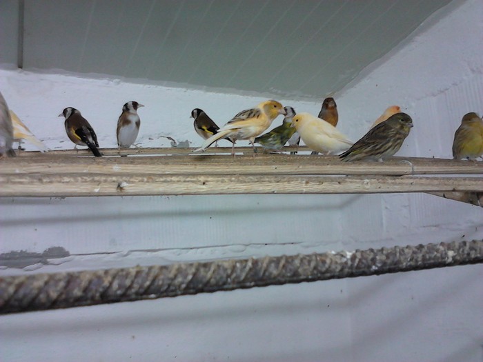 IMG_20120126_200152 - Canari