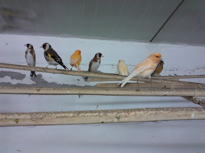 IMG_20120126_200127 - Canari