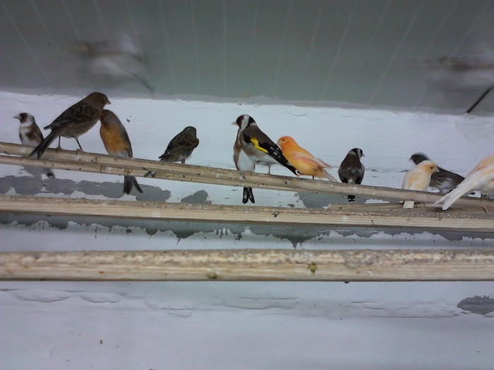 IMG_20120126_200118 - Canari