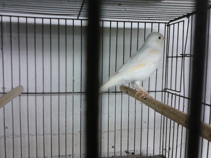 IMG_20120126_195338 - Canari