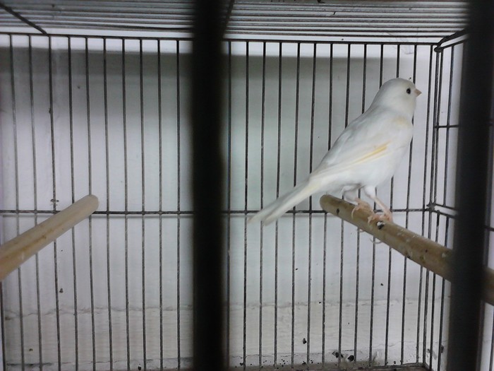 IMG_20120126_195328 - Canari