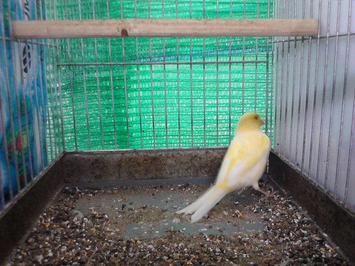 Mascul galben. - Canari