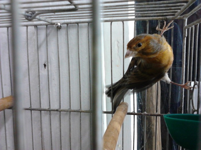 IMG_20120126_194655 - Canari
