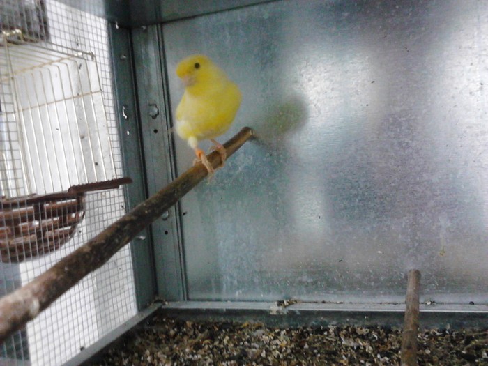 IMG_20120124_204312 - Canari