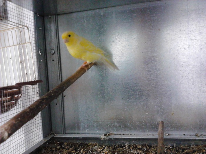 Femela lamaie Ungaria. - Canari