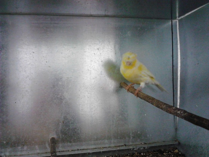IMG_20120124_204240 - Canari