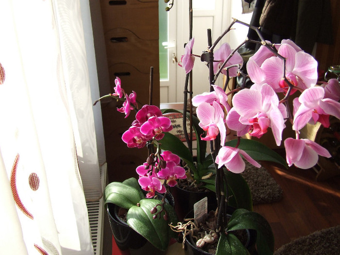 orhidee - Florile mele