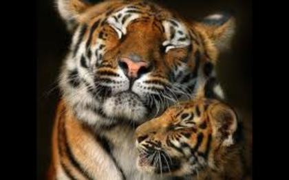 imagesCAJL65BK