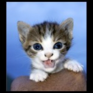 poze_pisici_pisic-dragut-150x150